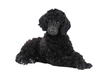 black poodle laying down